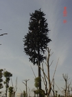 التمويه شجرة الصنوبر الصلب برج أحادي تراجع الساخنة المجلفن